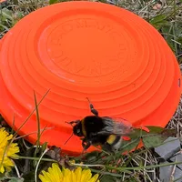 Wurfscheibe mit Hummel